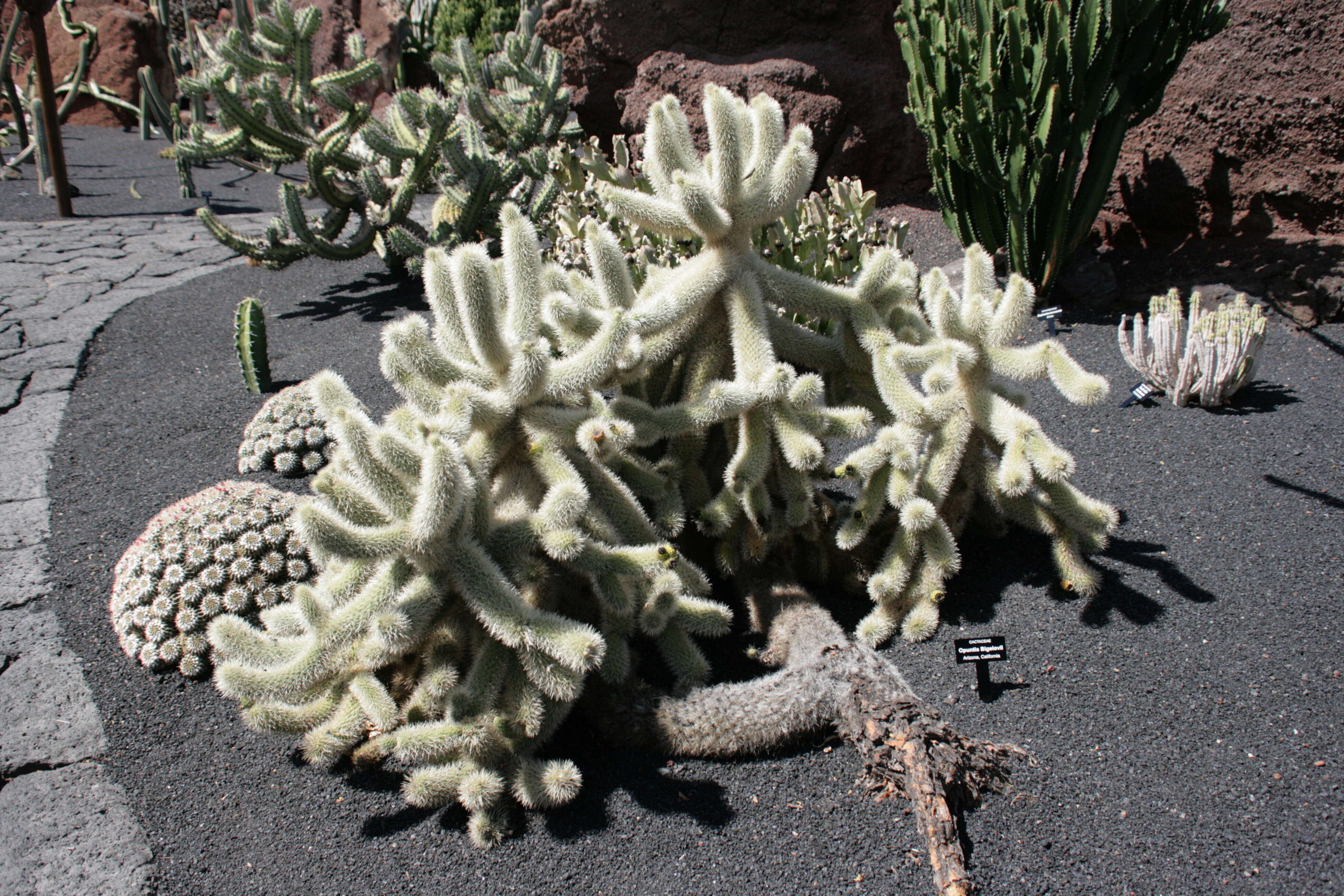 Image de Cylindropuntia bigelovii (Engelm.) F. M. Knuth