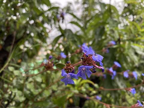 Image of Ceratostigma griffithii C. B. Clarke