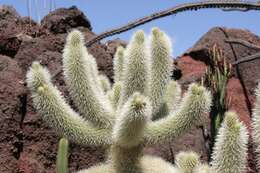 Image de Cylindropuntia bigelovii (Engelm.) F. M. Knuth