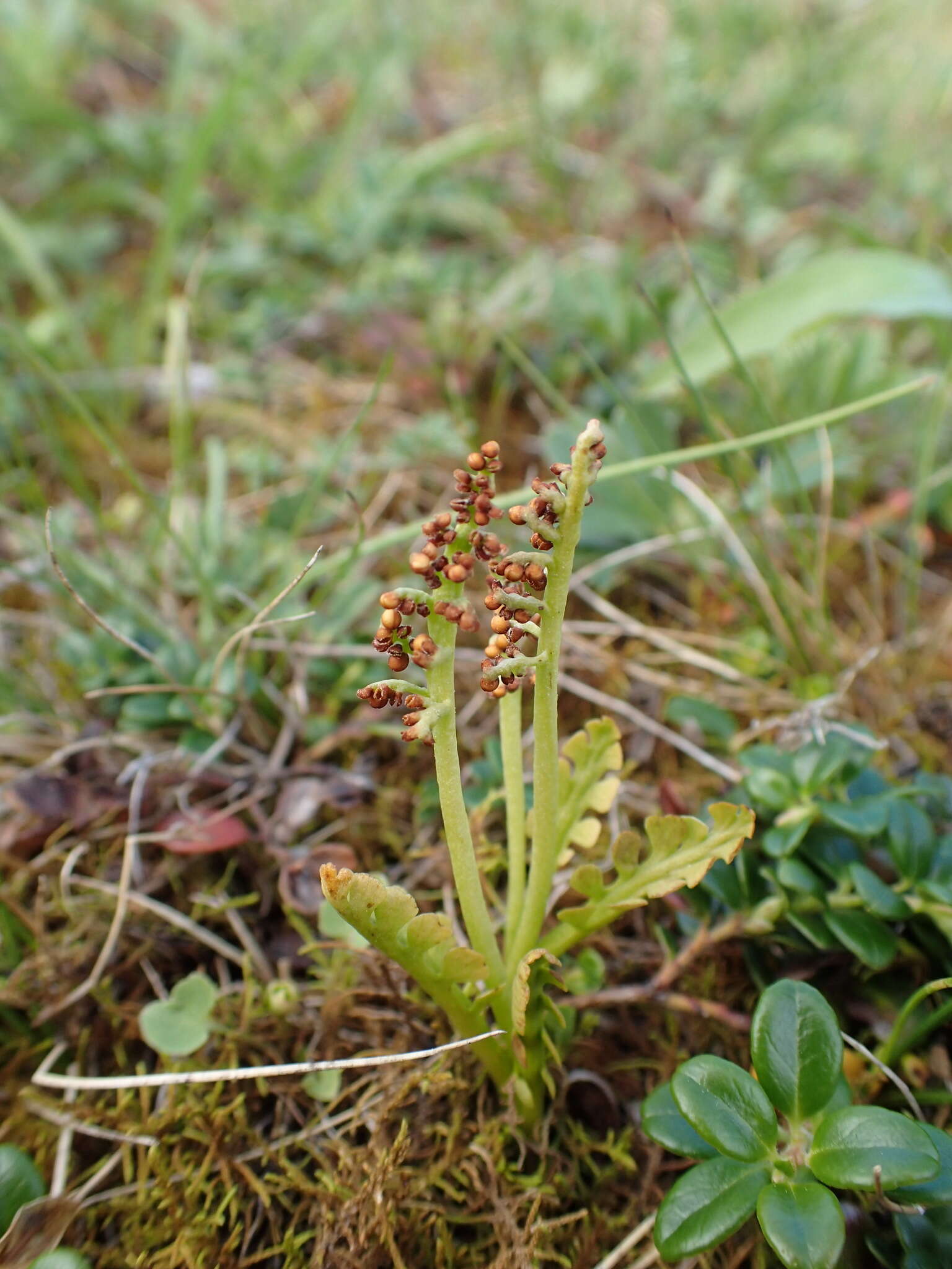 Image of Mingan moonwort