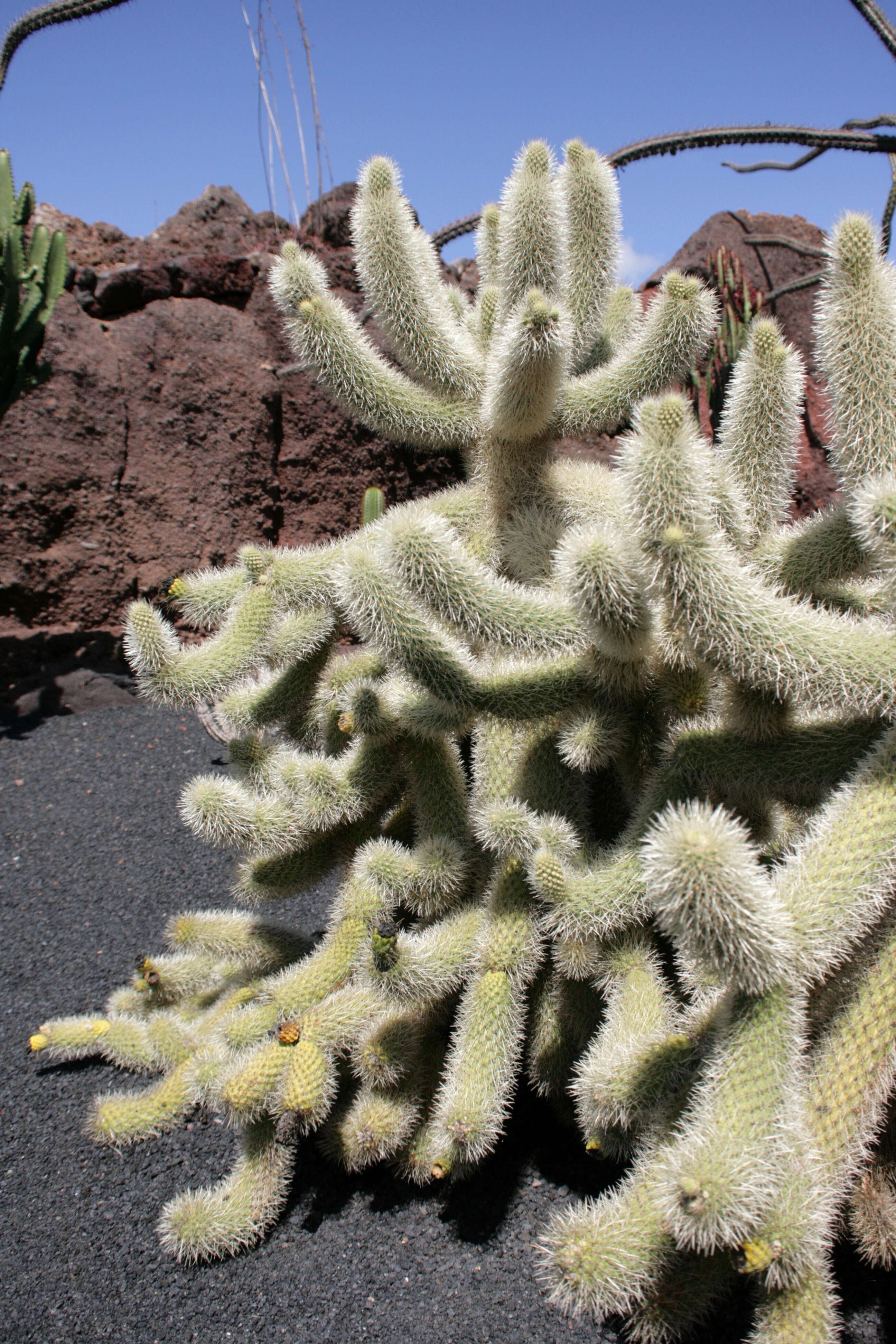 Image de Cylindropuntia bigelovii (Engelm.) F. M. Knuth