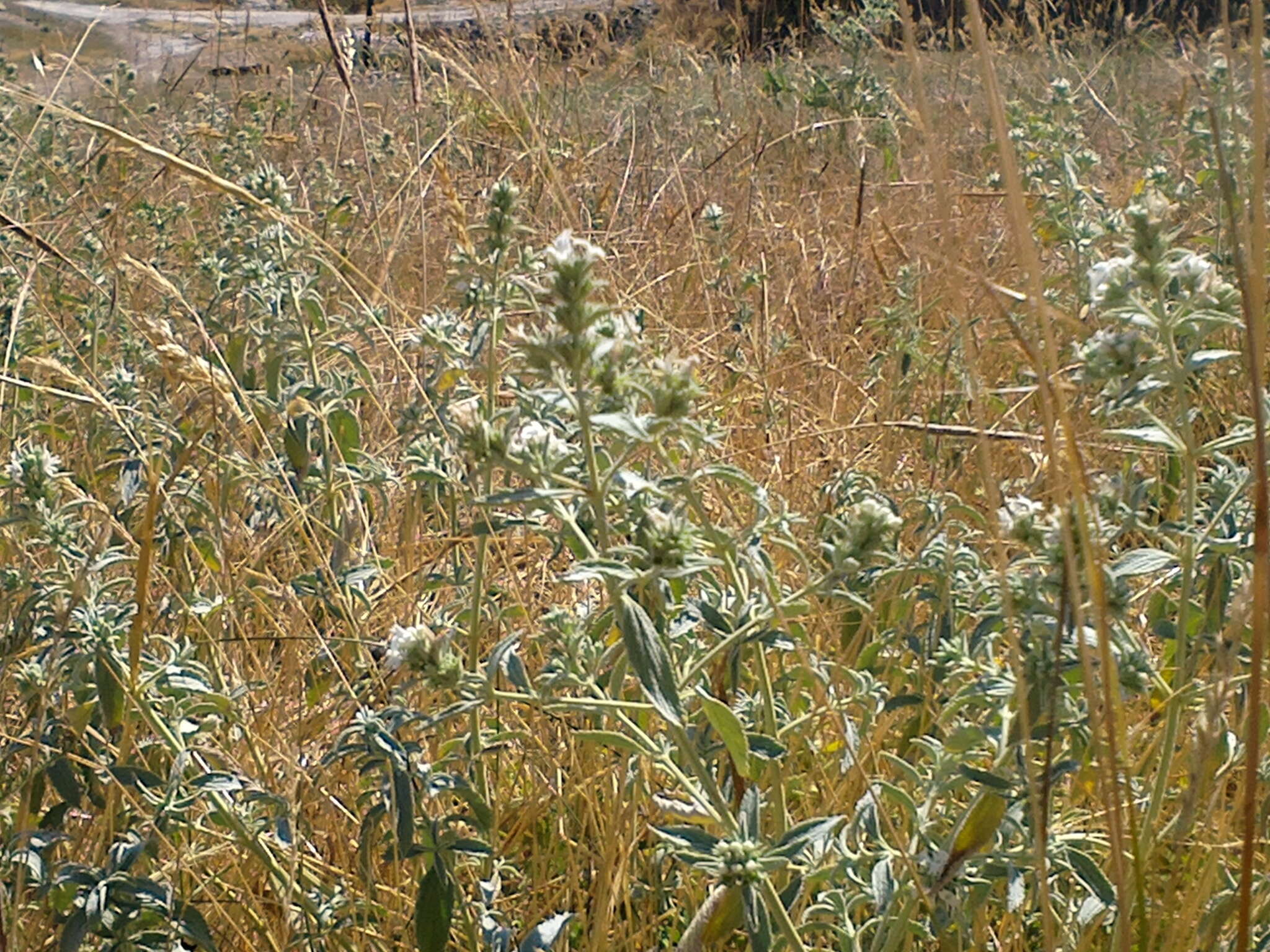 Image of horehound