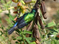 Image of Shining Sunbird