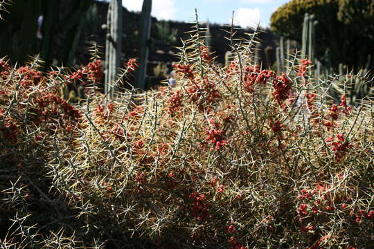 Image de Cylindropuntia leptocaulis (DC.) F. M. Knuth