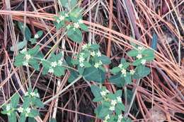 Image of Huachuca Mountain spurge