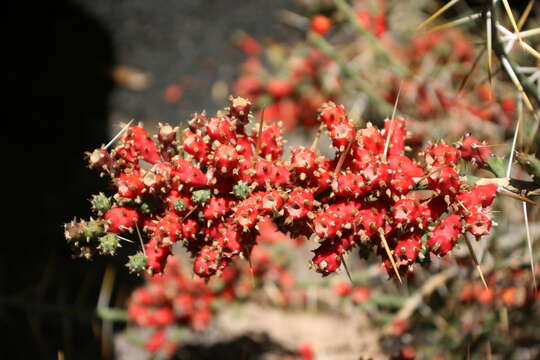 Image de Cylindropuntia leptocaulis (DC.) F. M. Knuth