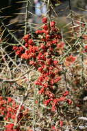 Image de Cylindropuntia leptocaulis (DC.) F. M. Knuth