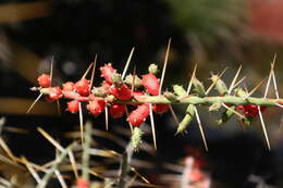 Image of Christmas Cactus