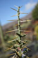 Image de Cylindropuntia leptocaulis (DC.) F. M. Knuth