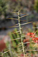 Image de Cylindropuntia leptocaulis (DC.) F. M. Knuth