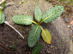 Rumex neglectus T. Kirk resmi