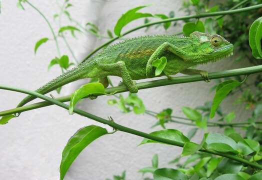 Image of Cape dwarf chameleon