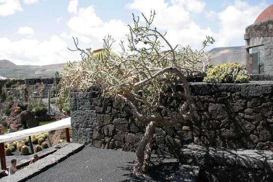 Image de Cylindropuntia ramosissima (Engelm.) F. M. Knuth