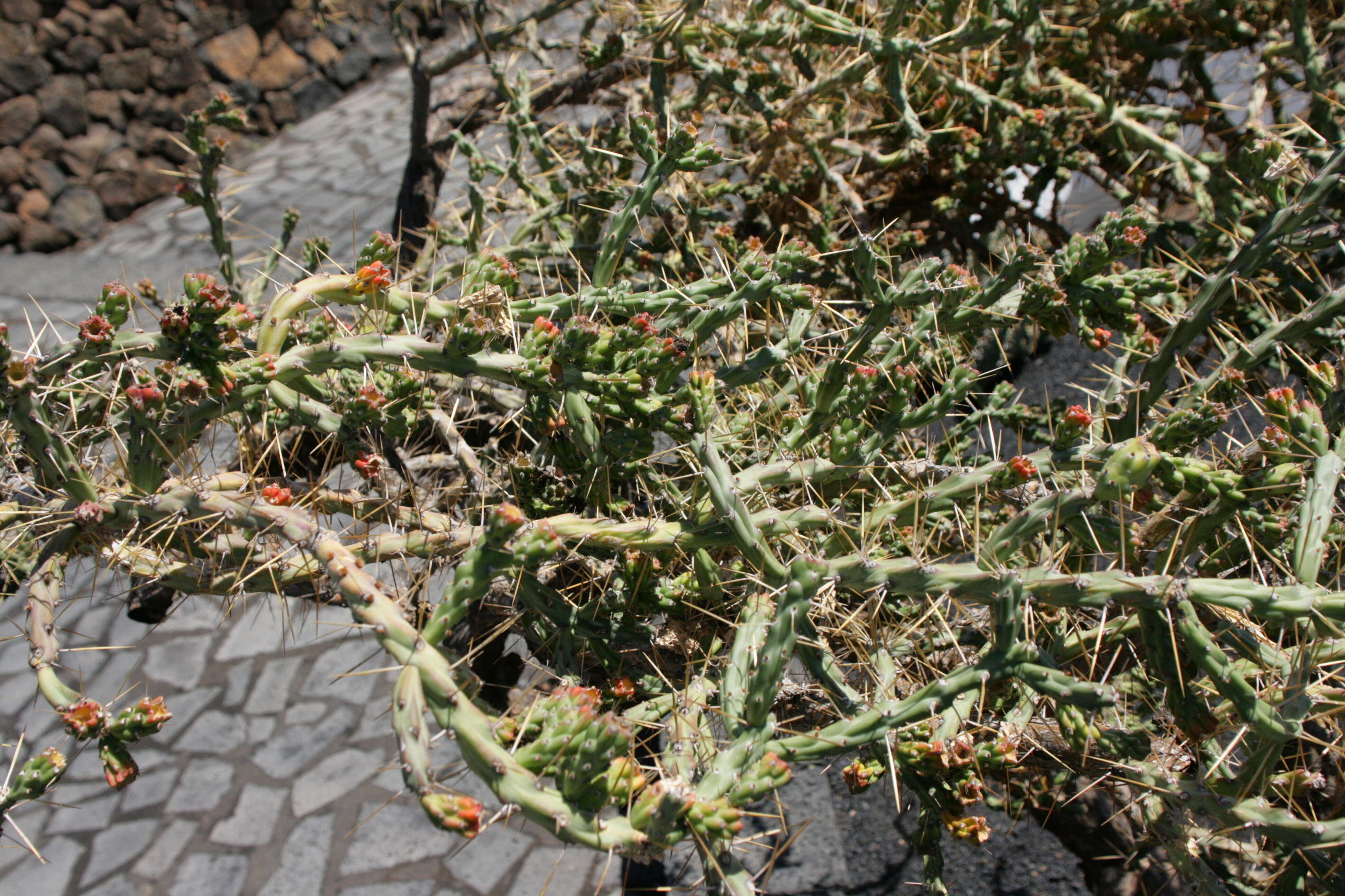 Image de Cylindropuntia ramosissima (Engelm.) F. M. Knuth