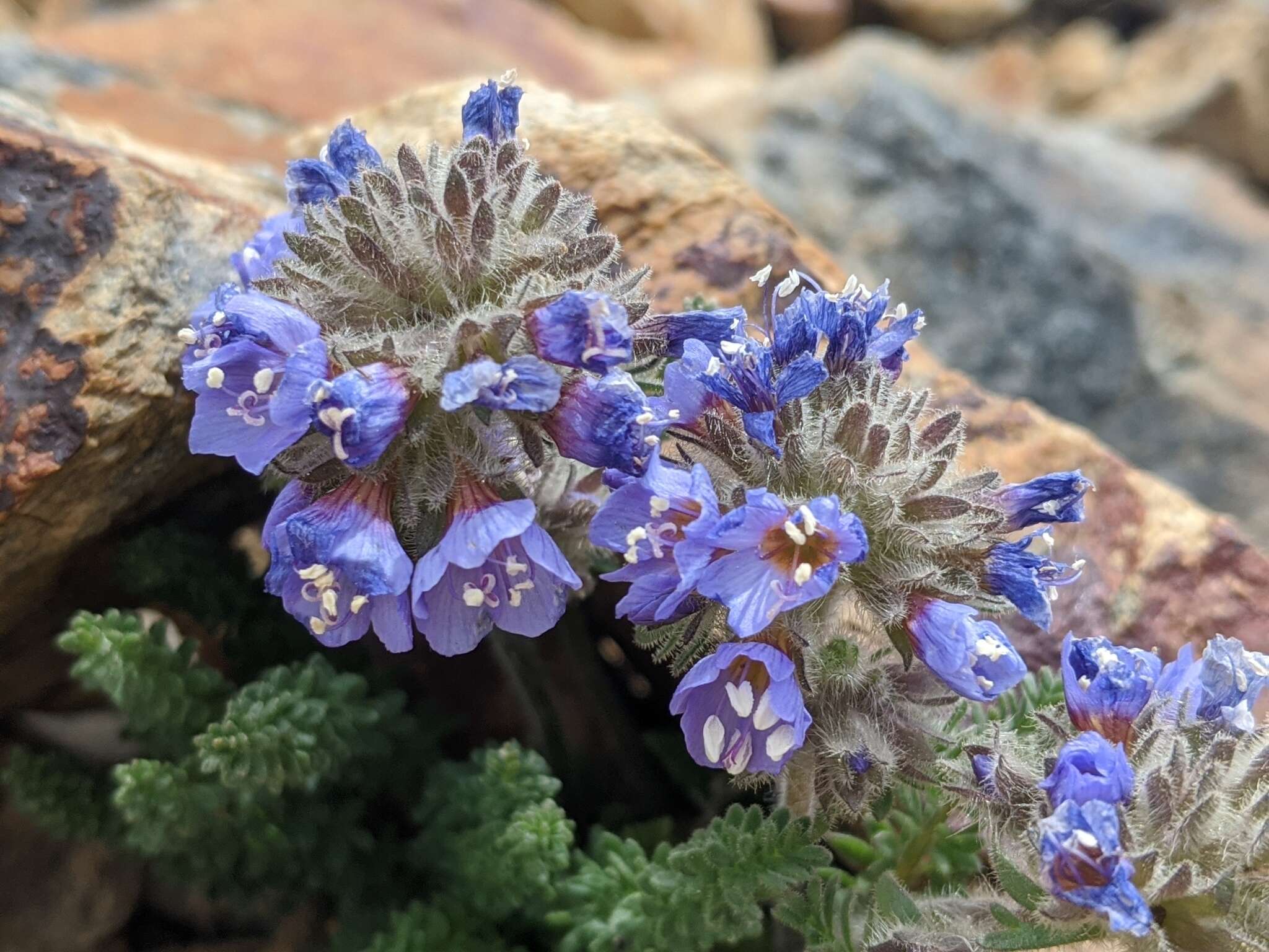 Слика од Polemonium chartaceum Mason