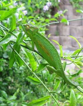 Image of Cape dwarf chameleon