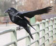 Image of Carrion Crow