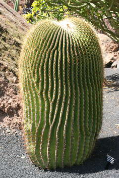 Image of Cactus