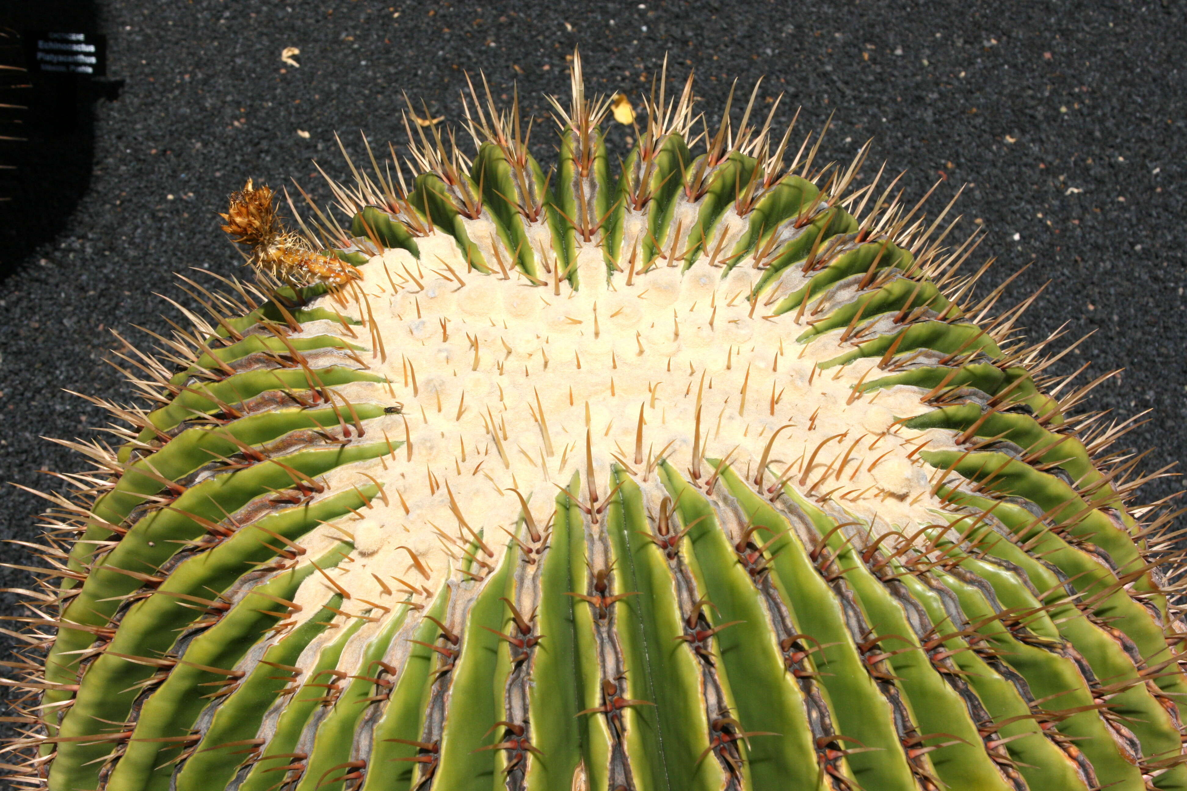 Image of Cactus