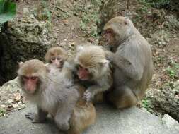 Image of Taiwan macaque