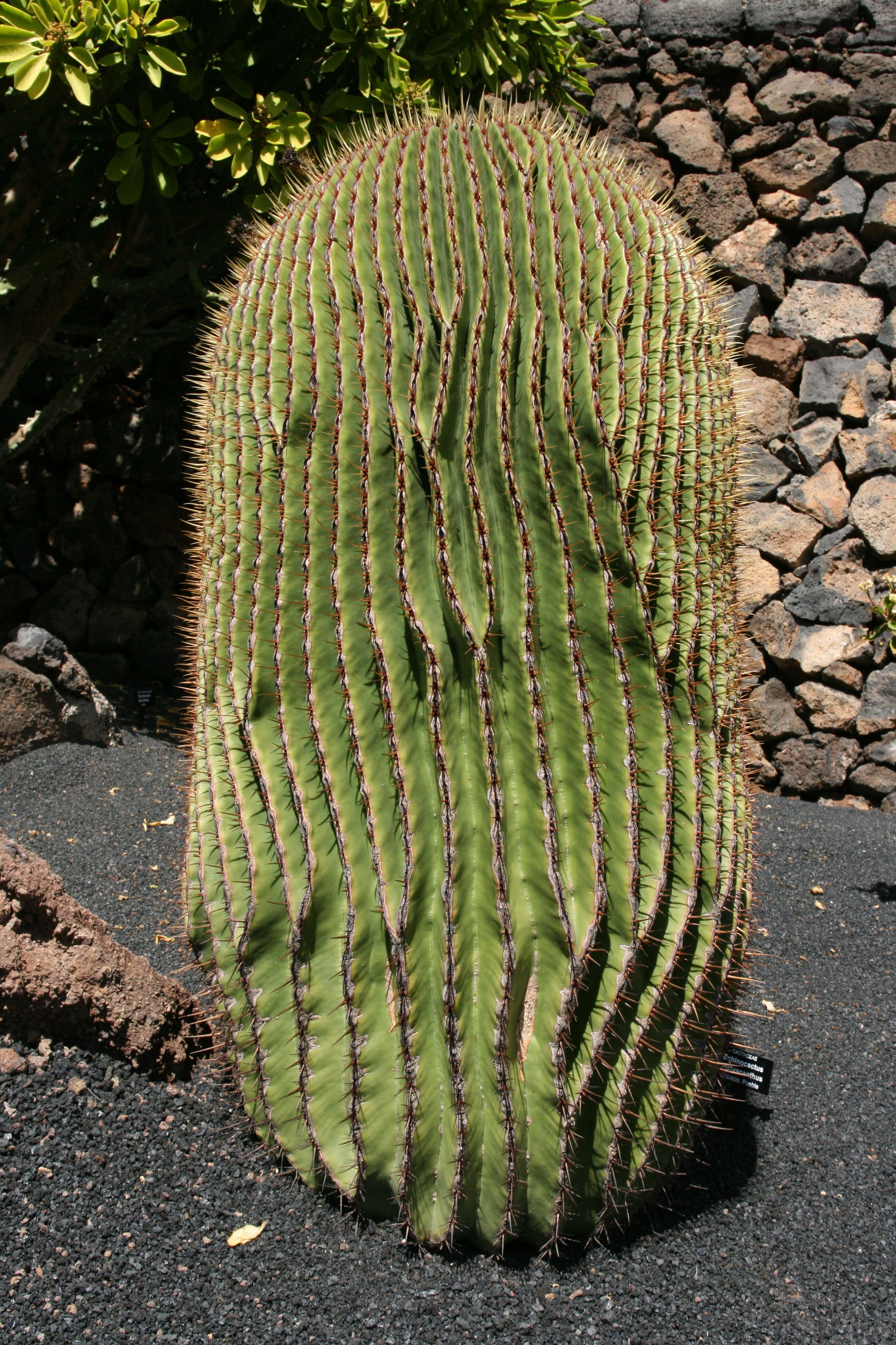 Image of Cactus