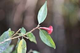 Image of Licaria misantlae (T. S. Brandegee) Kosterm.