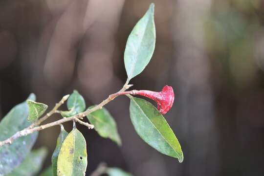 صورة Licaria misantlae (T. S. Brandegee) Kosterm.