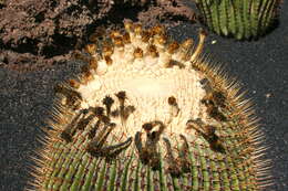 Image of Cactus