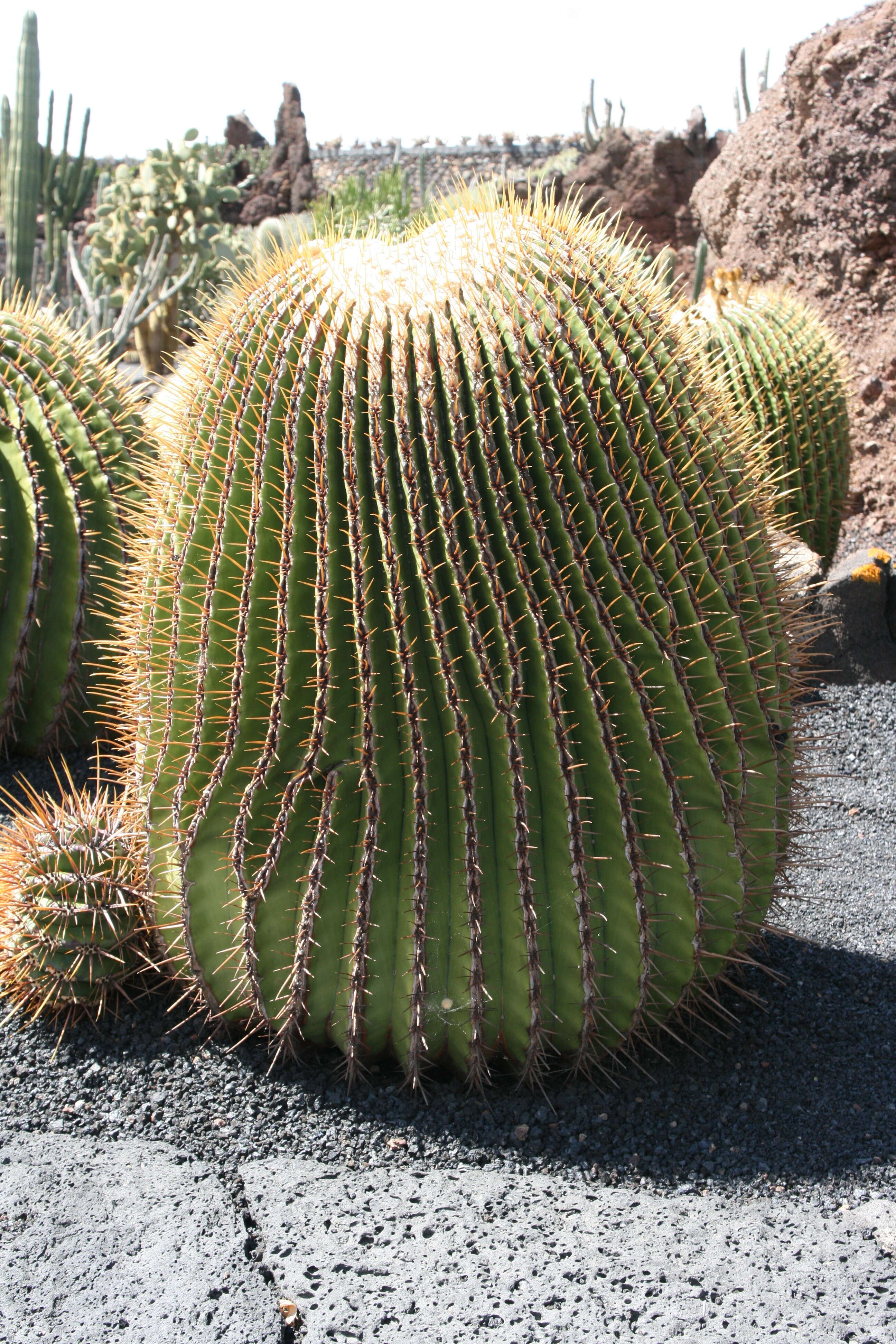 Image of Cactus