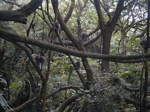 Image of Taiwan macaque