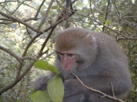 Image of Taiwan macaque