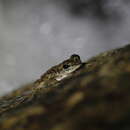 Image of Larut Hill Cascade Frog