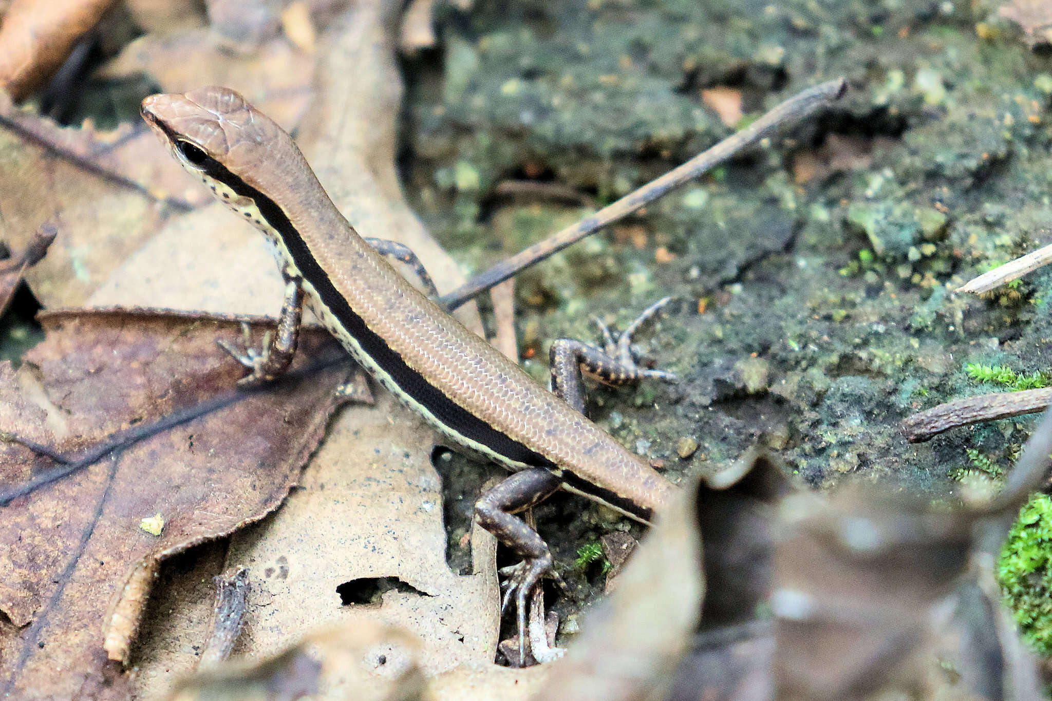 Sphenomorphus maculatus (Blyth 1853) resmi