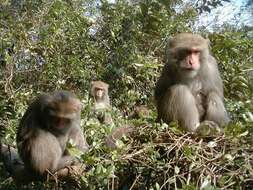 Image of Taiwan macaque