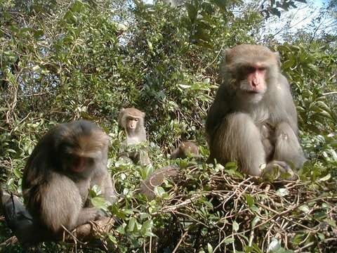 Слика од Macaca cyclopis (Swinhoe 1863)