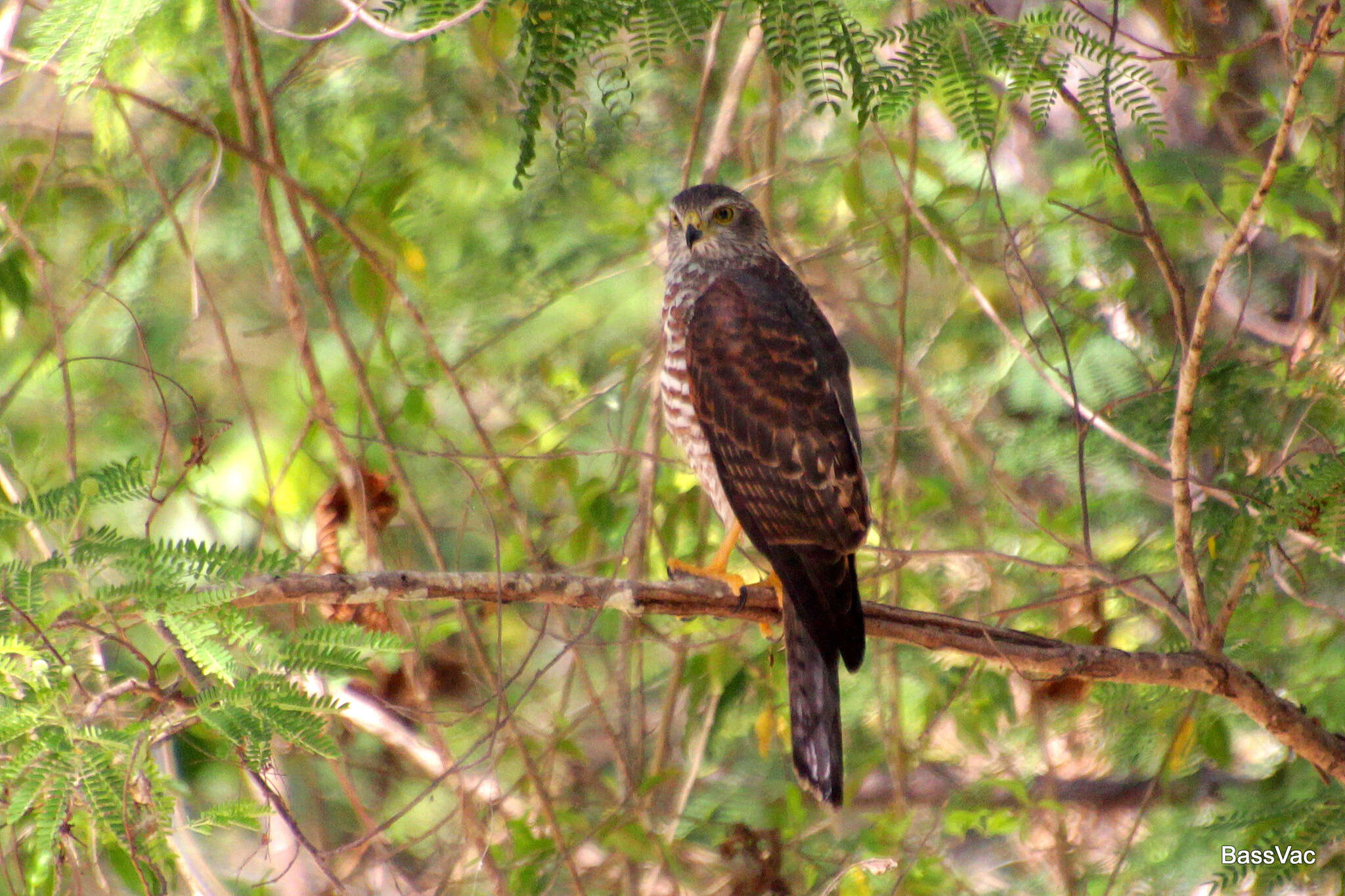 صورة Accipiter fasciatus natalis (Lister 1889)