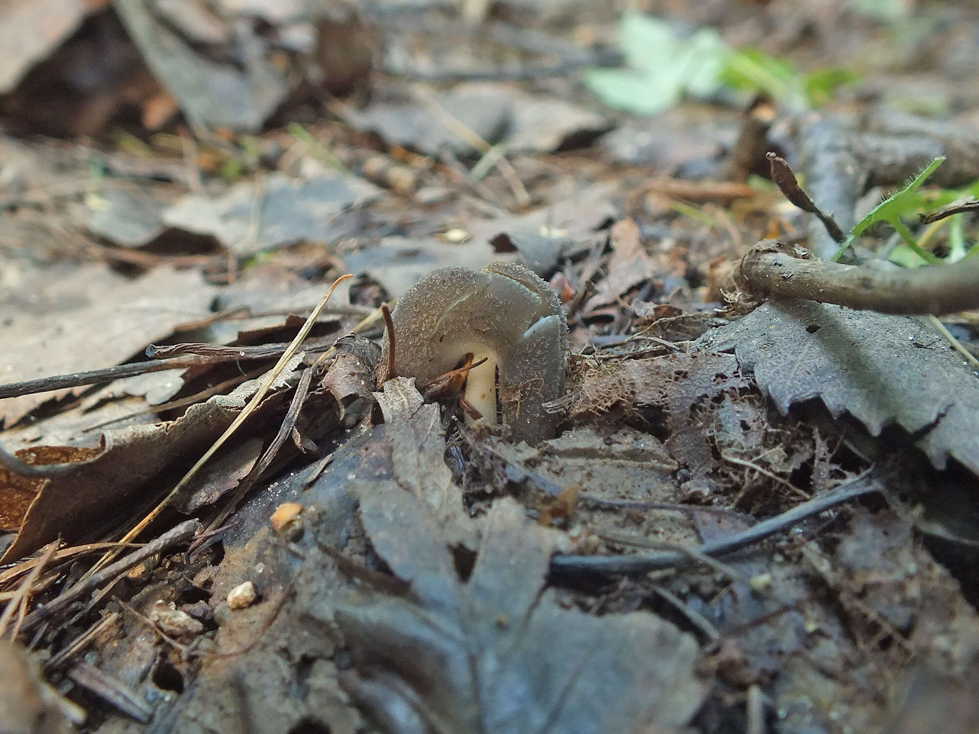 Imagem de Helvella ephippium Lév. 1841