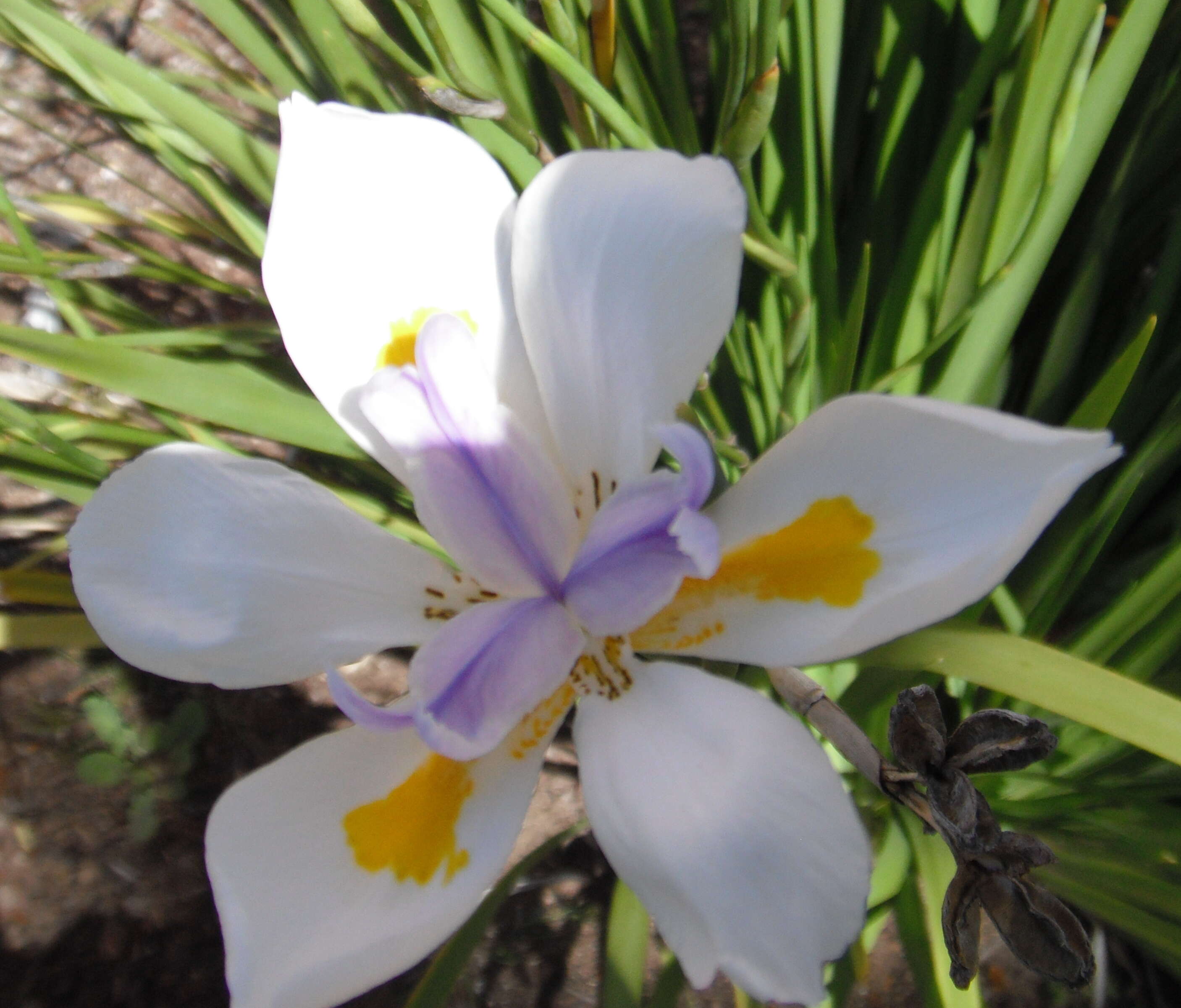 Image of Wild iris