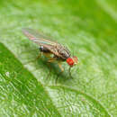 Image of Pomace fly