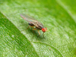 Image of Pomace fly