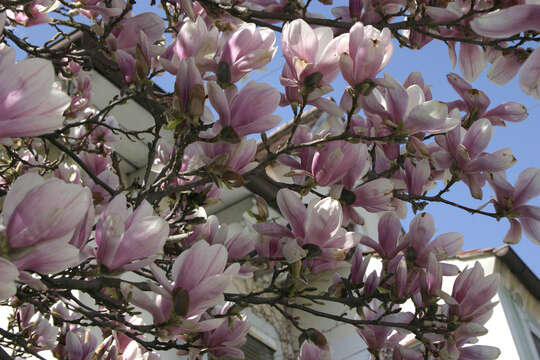 Image of Saucer magnolia