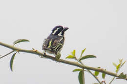 Image of Spot-flanked Barbet