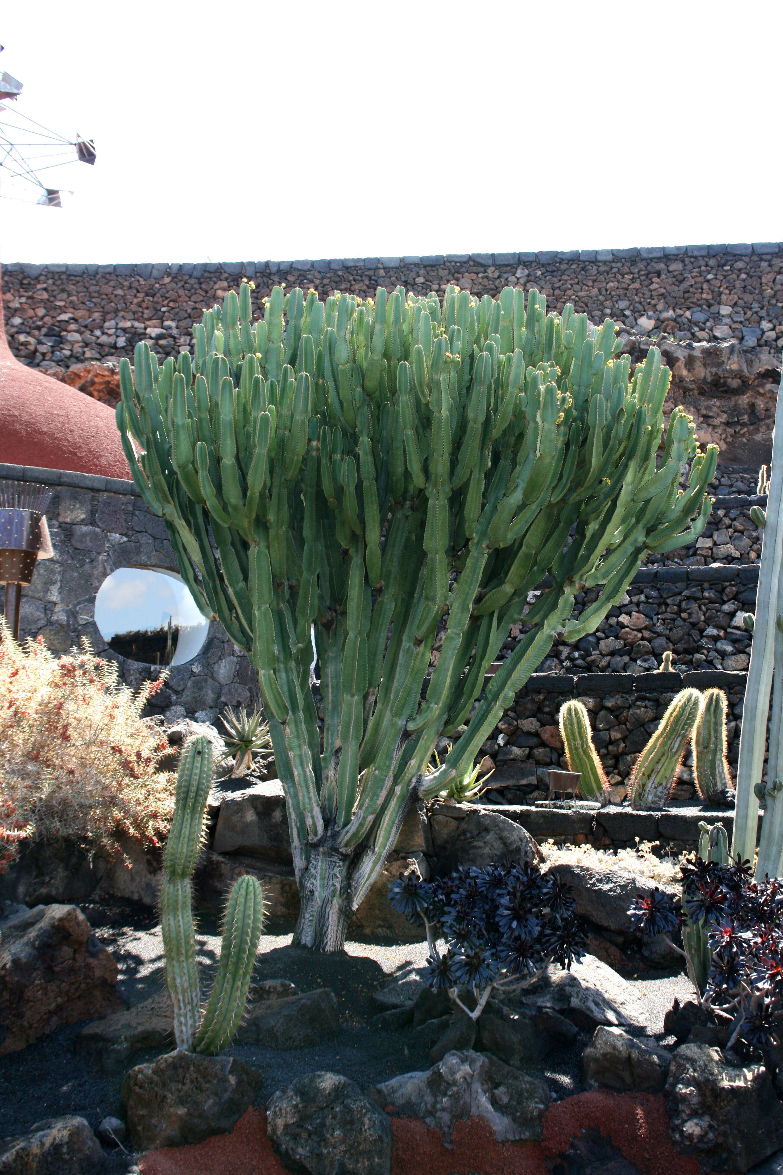 Image de Euphorbia abyssinica J. F. Gmel.