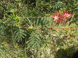 Image of Calliandra peninsularis Rose