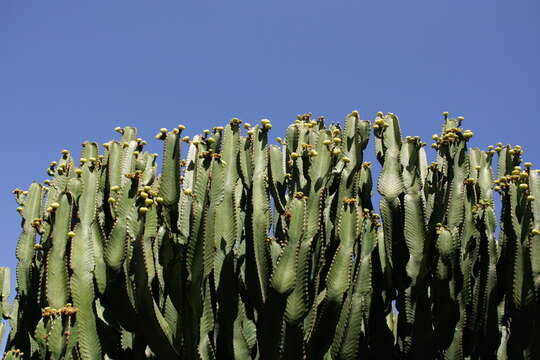 Image of Euphorbia abyssinica J. F. Gmel.