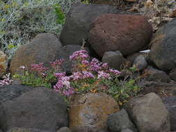 Limonium pectinatum (Ait.) Kuntze resmi