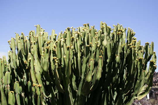 Image of Euphorbia abyssinica J. F. Gmel.