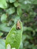 Imagem de Nemophora bellella Walker 1863