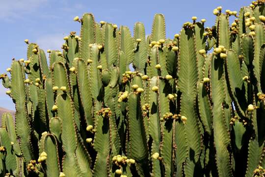 Image de Euphorbia abyssinica J. F. Gmel.