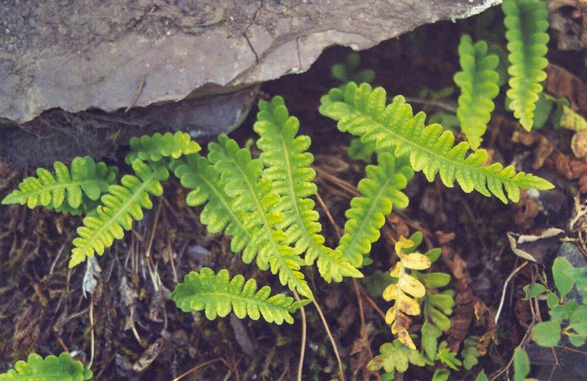 Image of western polypody